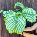 Kalatea guľatolistá (Calathea orbifolia) - výška 40-50 cm, kont. C3L